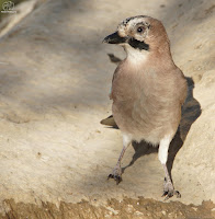 Arrendajo común (Garrulus glandarius)