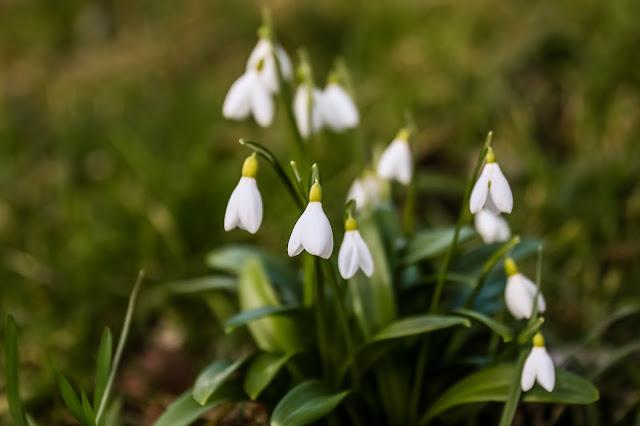 snowdrops in Jesmond Dene, Mandy Charlton, Photographer, newcastle upon tyne