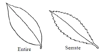 Examples of leaf margins