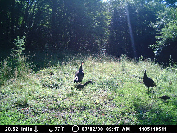 Turkey with babies