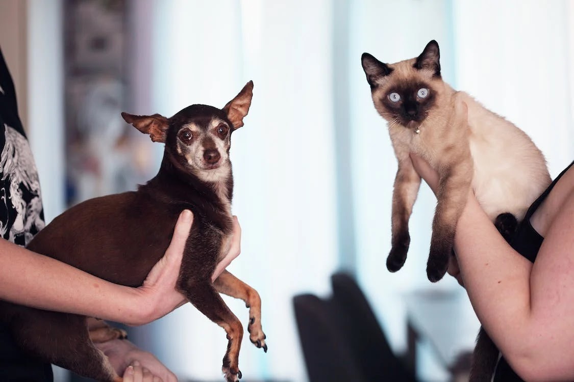 A Chihuahua and a Siamese cat