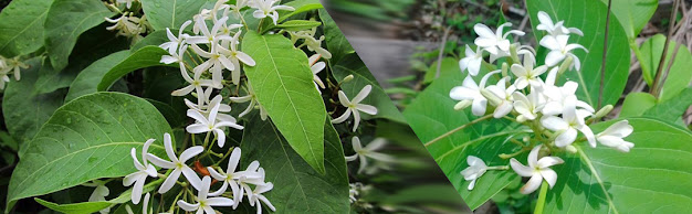 Ayurvedic Herbs Of Nepal, Holarrhena pubescens ,इन्द्रजौ ,Indrajau
