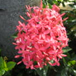 View album
