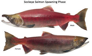 Sockeye (Red) Salmon