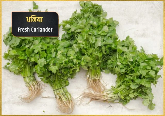 dhaniya coriander leaves in indian cuisine