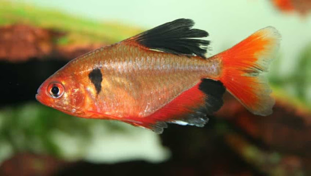 Jenis Serpae Tetra