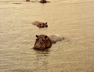 Hippo Checks Us Out -Chobe National Park Boat Ride