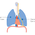 Tests and stage of lung cancer