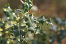 Lovely Holly bush