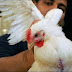 Four year old Girl, New Human Case of Avian Flu in Egypt