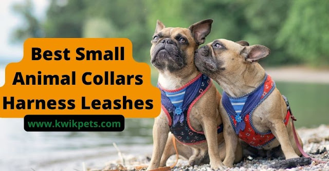 small animal collars