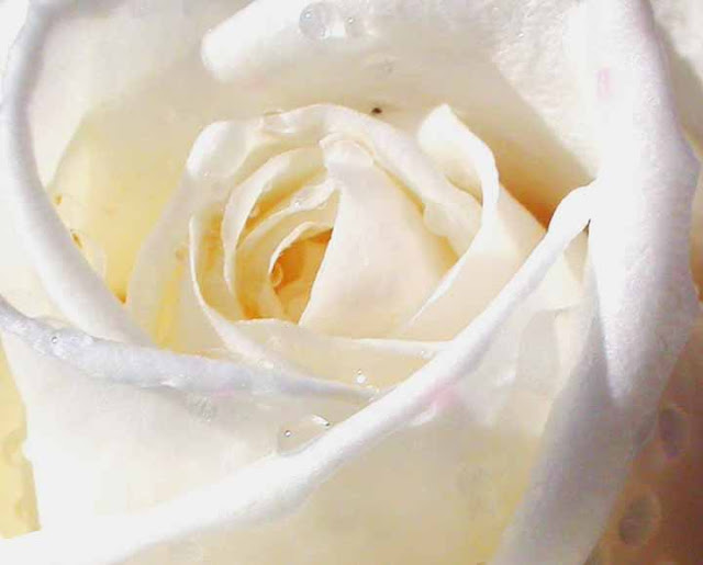 white rose picture