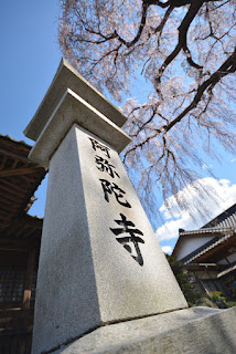 那珂市阿弥陀寺しだれ桜