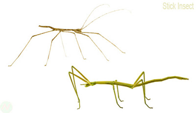 Stick insect