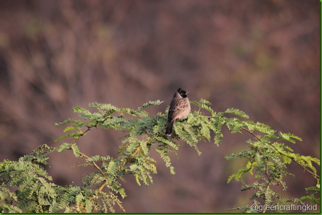 Red vented Bulbul