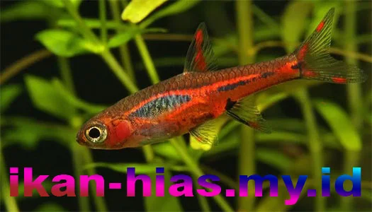 ikan Chili Rasbora