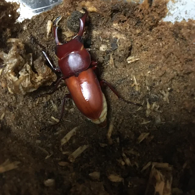 Adult Dorcus rectus: The feathers turn brown after emergence