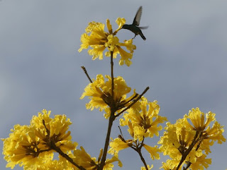 colibri sur pau d'arco