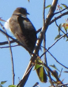 black-billed cuckoo