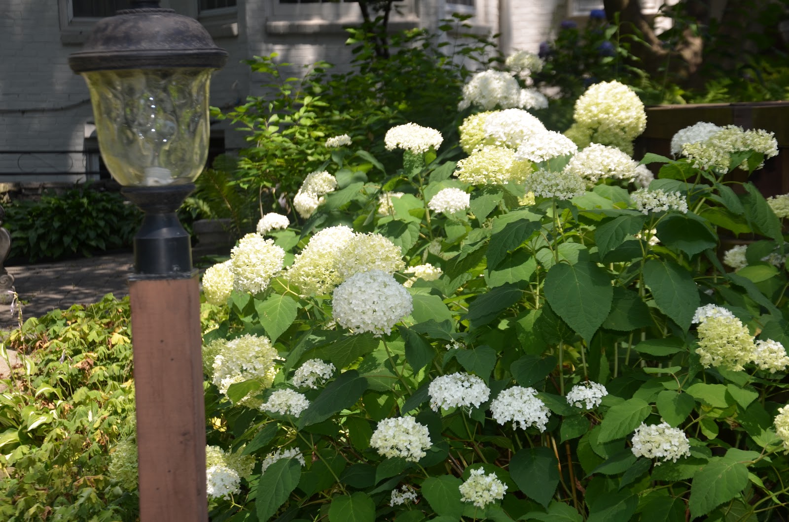 incrediball hydrangea firestick hydrangea enter the incrediball 