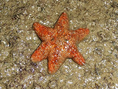 Rock stars, Asterina coronata