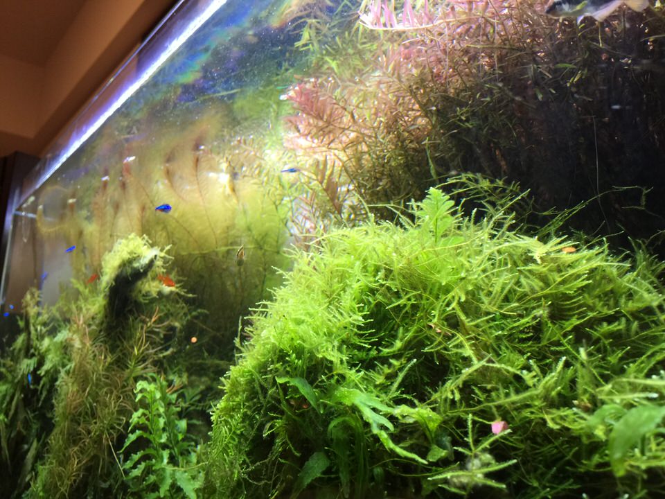 水草レイアウト 新しいレイアウトを考える前に今のレイアウトを振り返ってみた Camp Aquarium