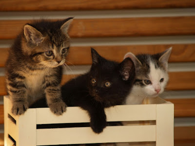 photo de 3 chats