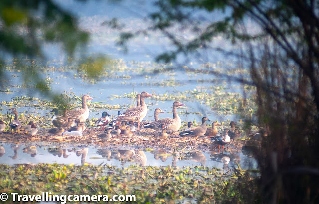 This is part 2 of the post about our visit to the Surajpur Bird Sanctuary. By the end of the last post, we had come quite deep inside the bird sanctuary, however, we were yet to spot the Greylag Geese, which our birder friend had confirmed he had spotted two weeks back. So far we had come across stilts, ruffs, warblers, and wagtails. Click here to read part 1 of the post. 