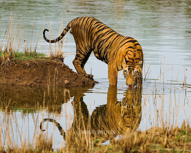 Moharli tadoba tiger sightings