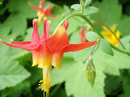 Flowers in God's garden