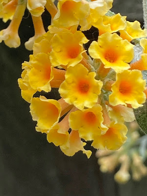 Picture of a flowerhead close up