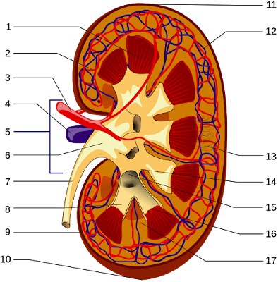 Ginjal adalah organ berbentuk seperti kacang merah yang  berperan penting dalam sistem re Anatomi Ginjal (Artikel Lengkap)