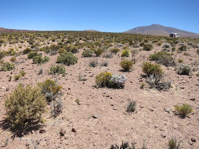 Atacama flowers