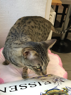 ドイツの猫カフェに行ってみた〜Happy Cats Café & Trattoria〜