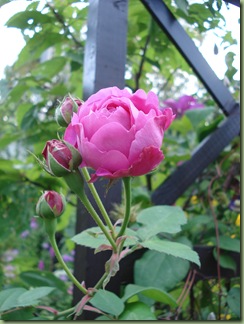 DSC00005