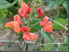 Scarlet runner bean flowers