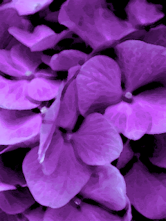 Dark Purple Flowers