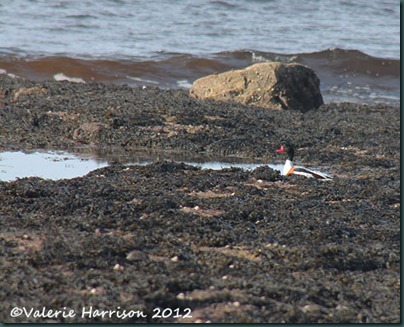 43-Shelduck