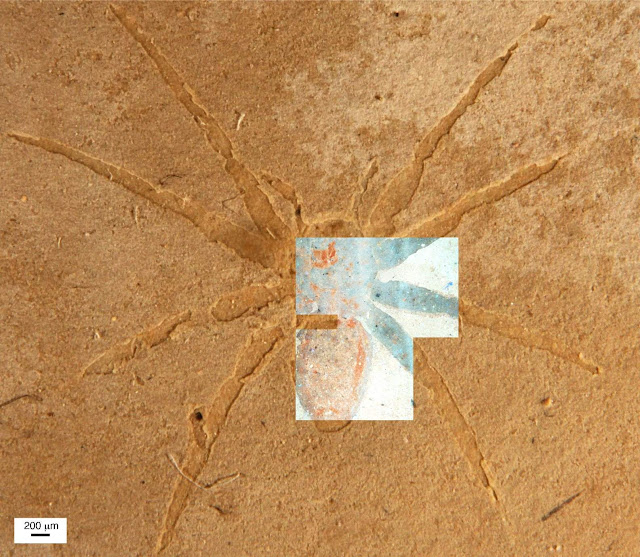 Ancient Spider Reveals a Secret Glow That Sustained It For Eternity