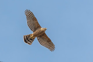 azor-común-accipiter-gentilis-