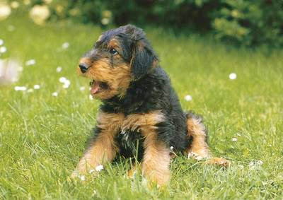 Airedale Terrier Puppies Pictures