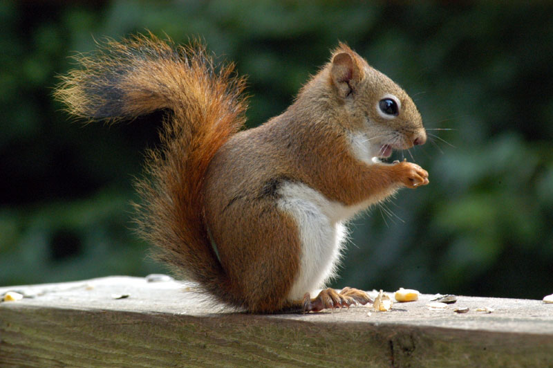 Animal Free Wallpapers: Animal Squirrel Free Wallpapers