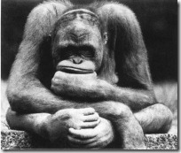 monos piensan blogdeimagenes (14)