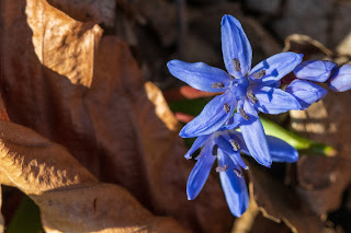 [Asparagaceae] Scilla bifolia – Alpine squill or Two-Leaf Squill