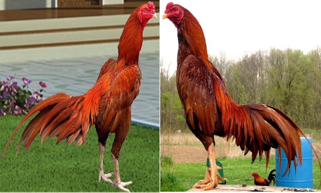 Foto dan Gambar  Ayam  Bangkok Super Berkelas dari Thailand 