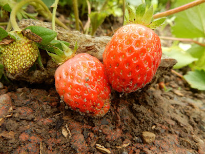 草莓的果實