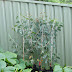 Try growing: mallee eucalypts