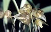Orquídeas Masdevallia – Como Cultivar Em 10 Passos Simples