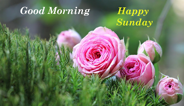 Good Morning Happy Sunday