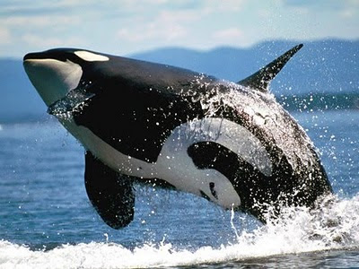 orca